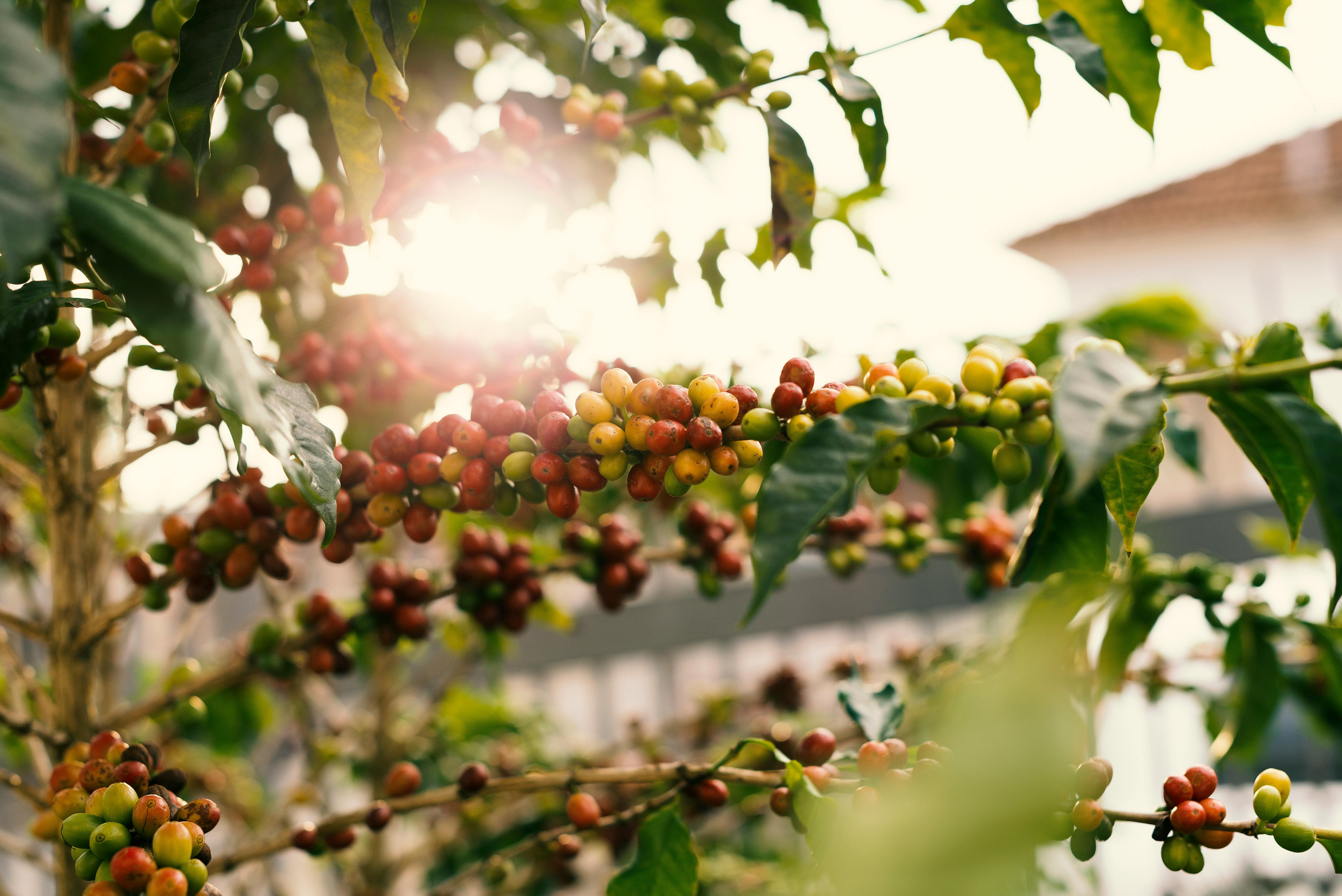 Ramas de café bajo el sol