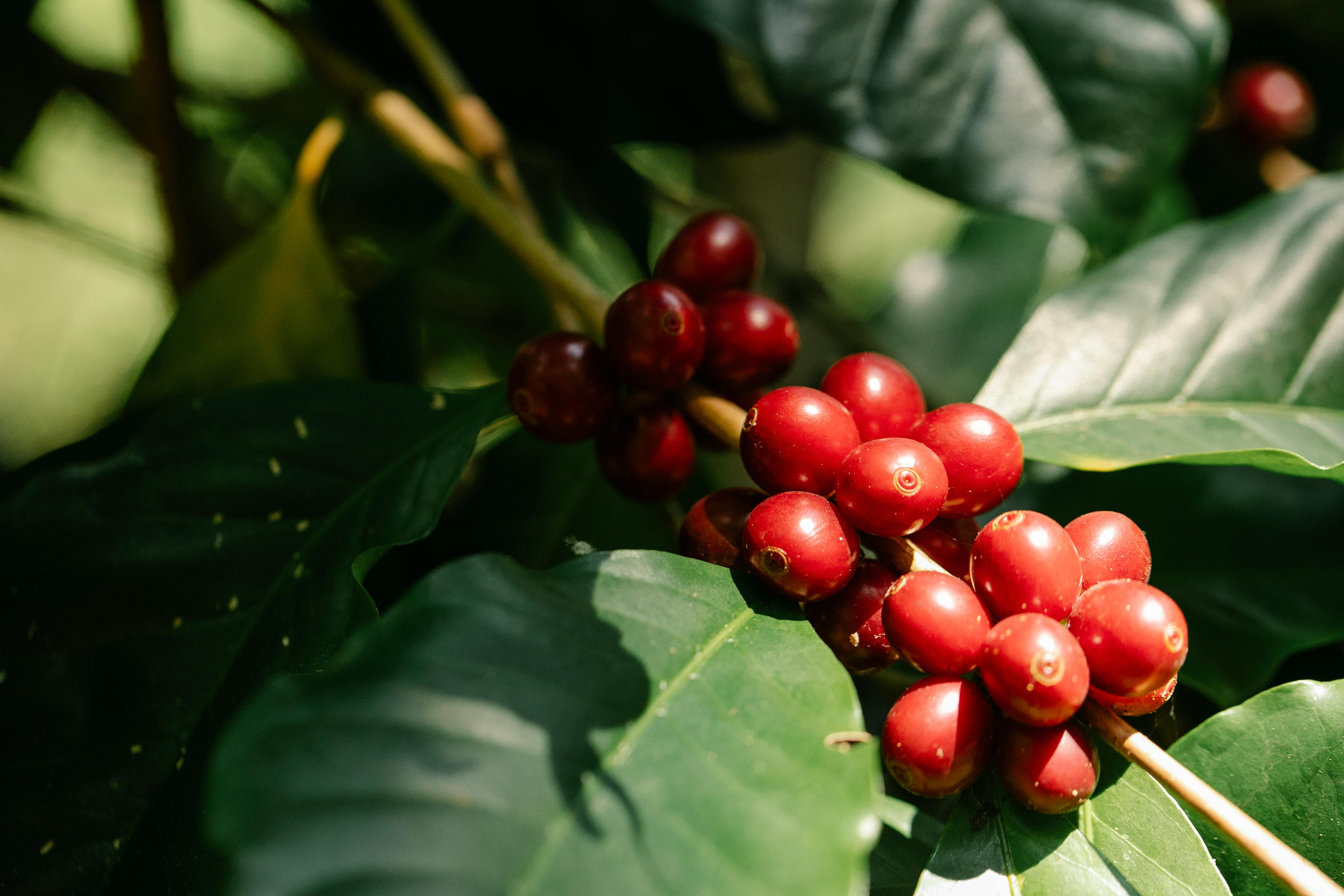 Cerezas de café en la planta