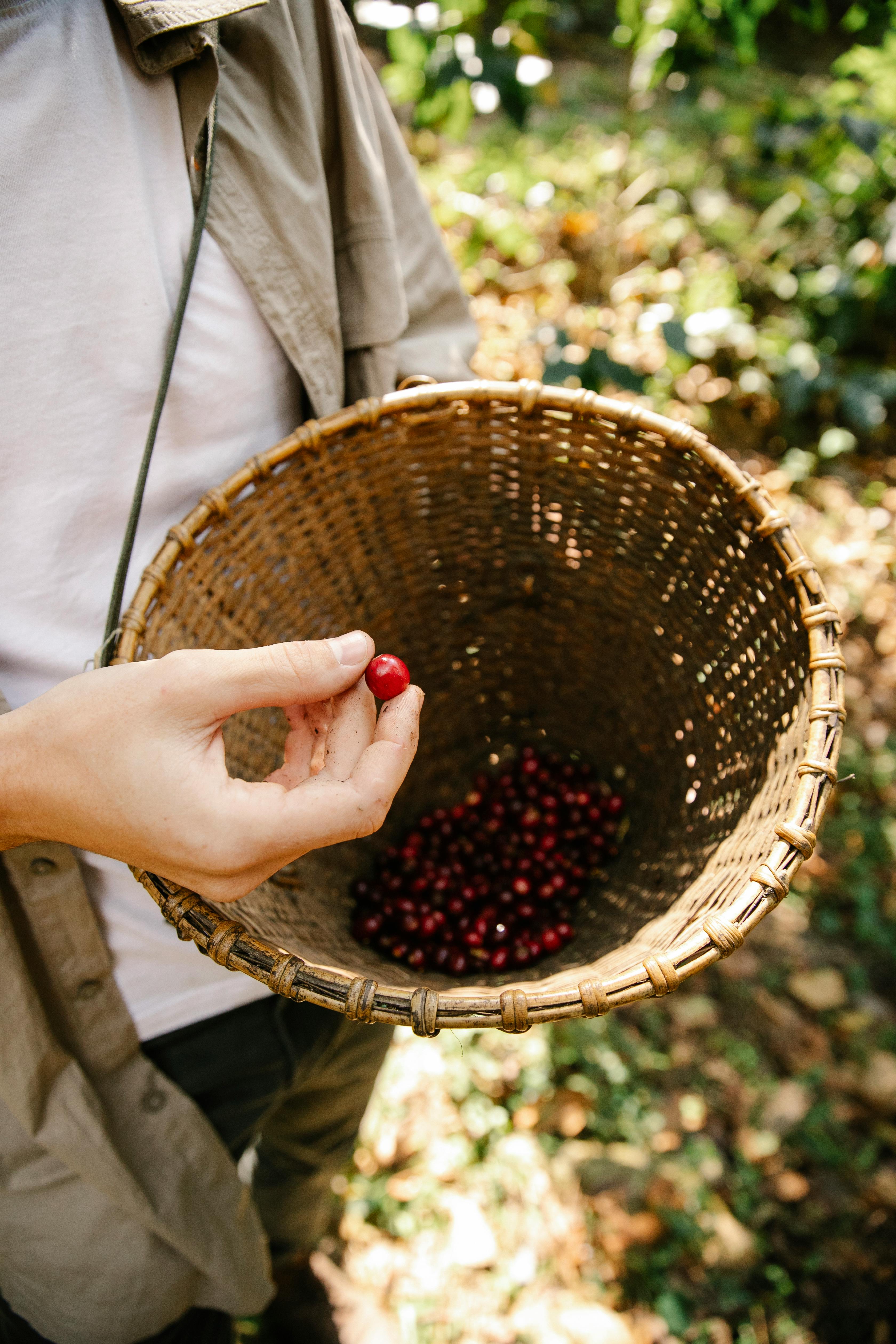 Selección cuidadosa de cerezas de café