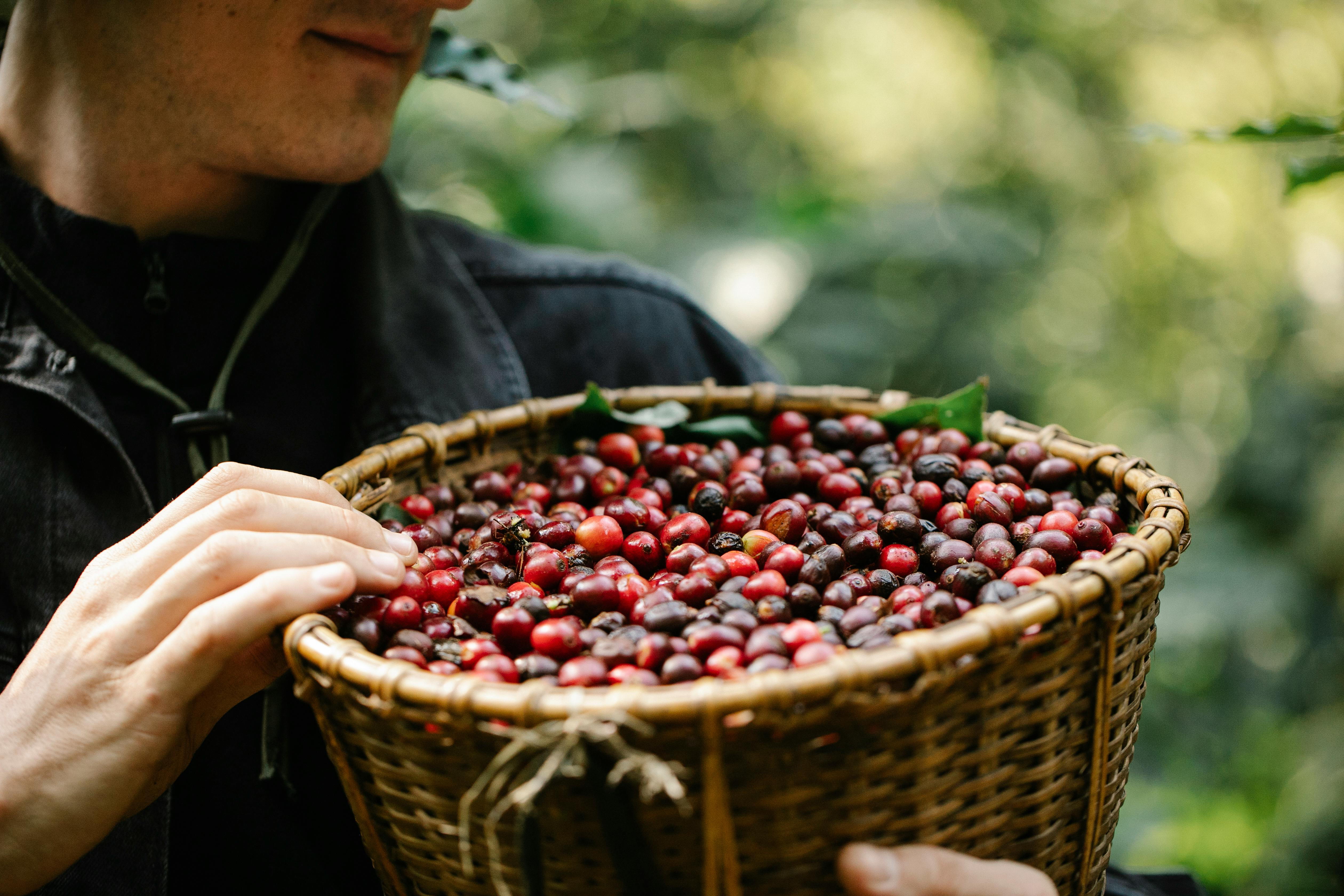Cosecha tradicional de café en Chiapas